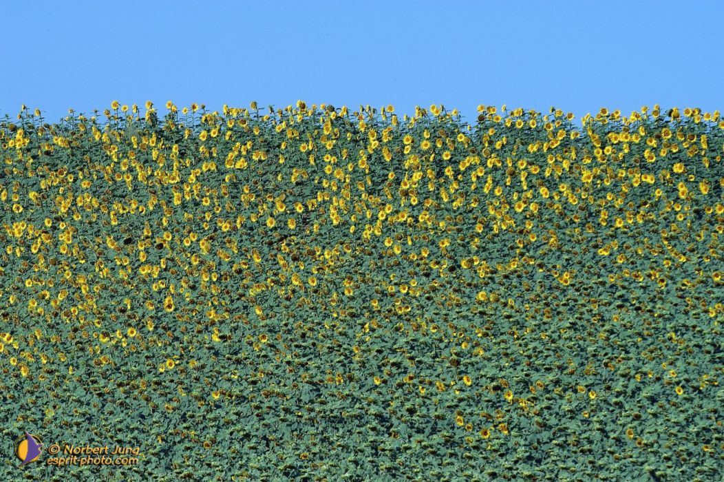 Nom de l'image : D1055634-nef-01_(c)Norbert-JUNG — Description :